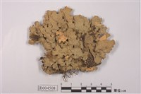 藏品(牛皮葉屬)的圖片